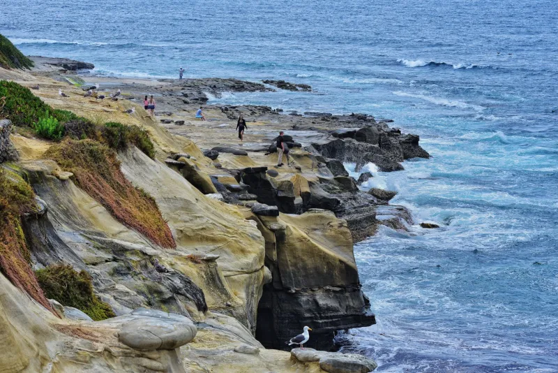 Paws on the Cliffs: Everything You Need to Know About Visiting Sunset Cliffs With Your Dog