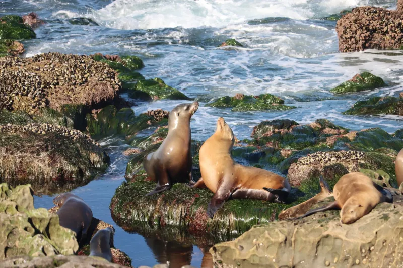 How Locals Actually Experience Sunset Cliffs: A Year-Round Guide to Returning Again and Again