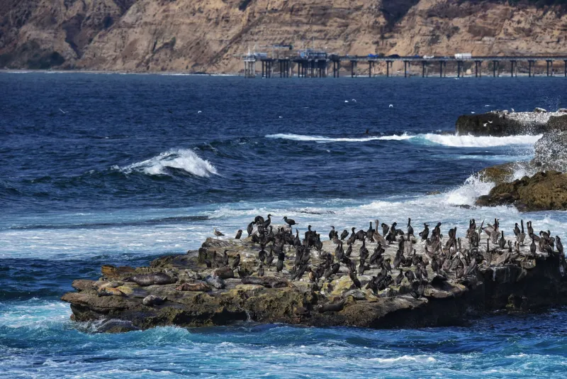 Fins, Wings, and Whiskers: The Wildlife Watcher's Guide to Sunset Cliffs